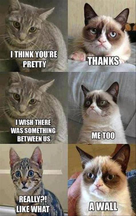 Funny cat meme comic strip