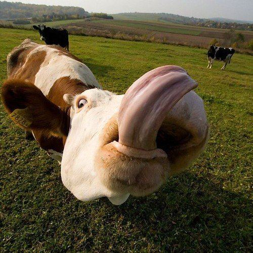 Funny Cow 13
