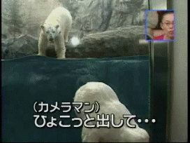 Funny gif
