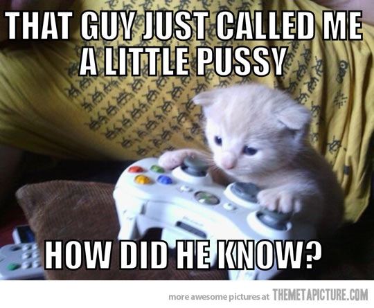 Funny kitten playing video games xbox