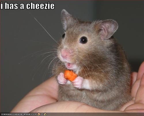 Funny pictures mouse has cheese