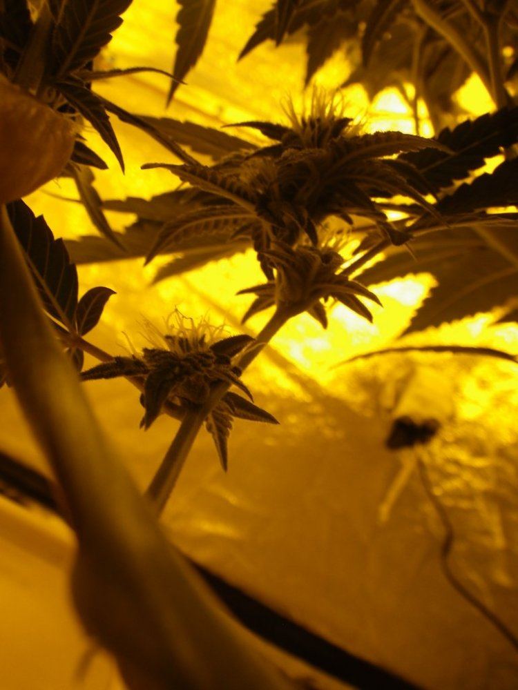 Future clone branches 001