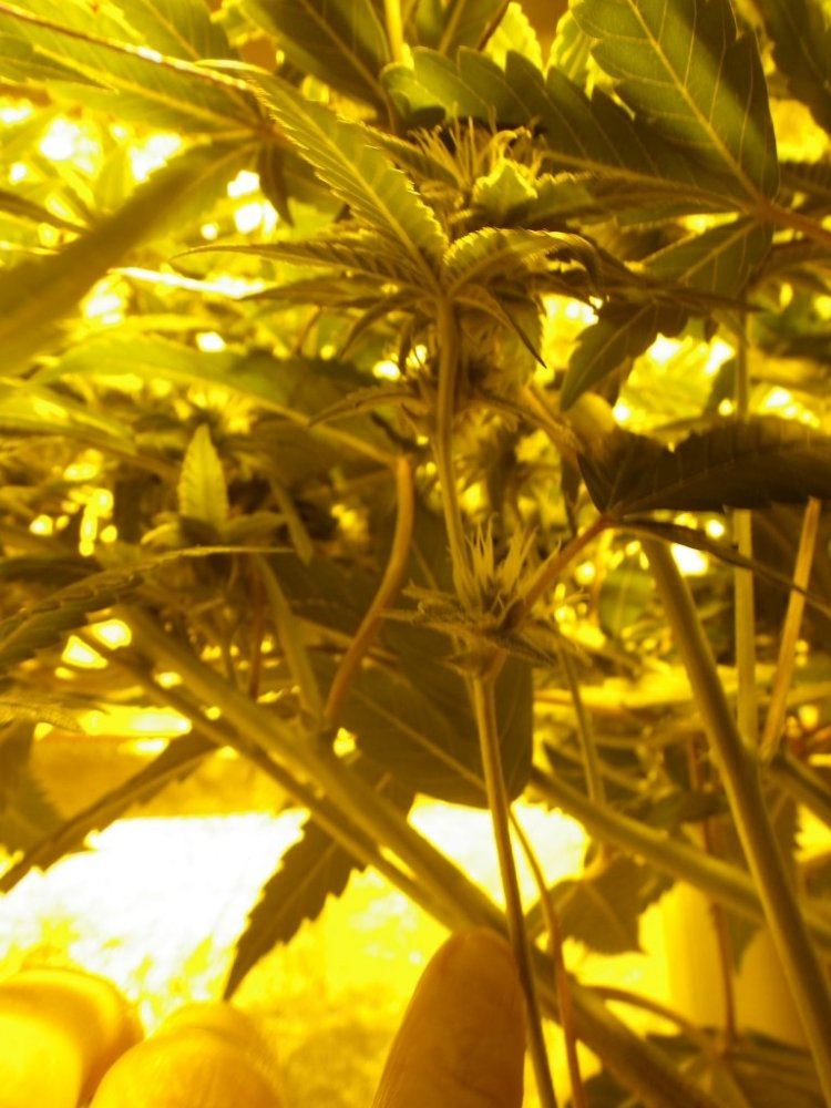 Future clone branches 002
