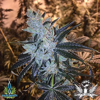 Future Exotic Genetics