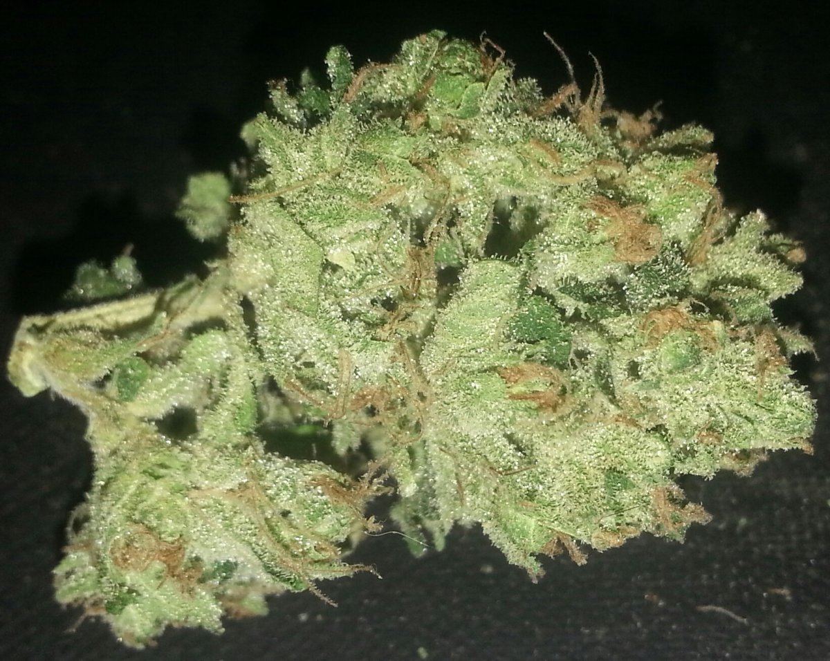 Futurebud