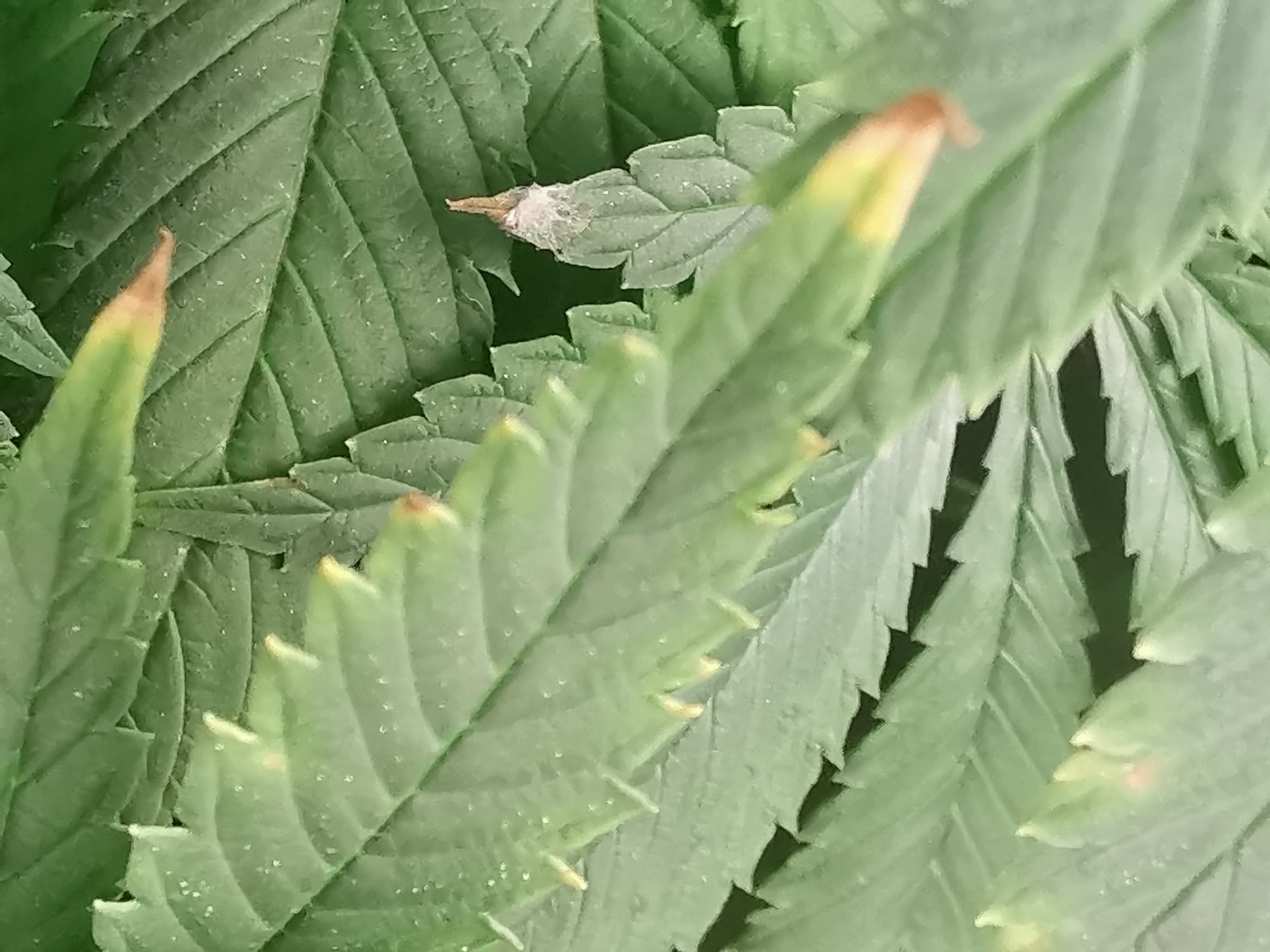 Fuzzy stuff on dying leaves