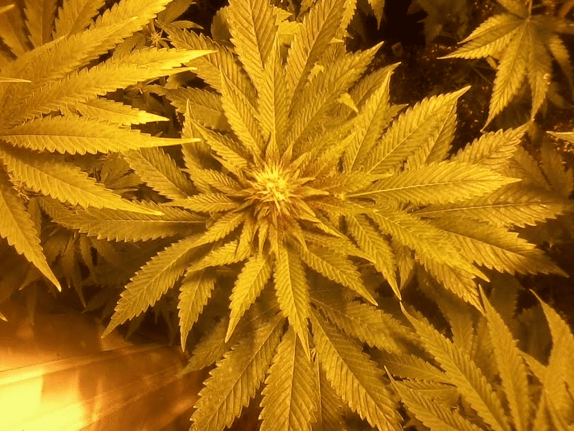 FVPxPH1purplebitch