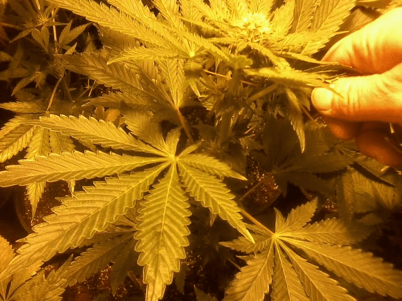 FVPxPH2gettinsumpurpleandtrichs