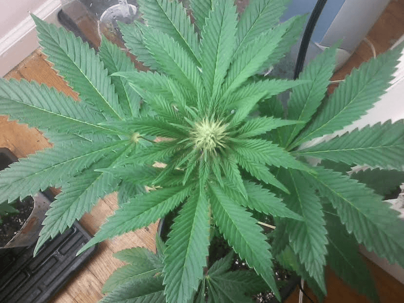 Fvpxph17days