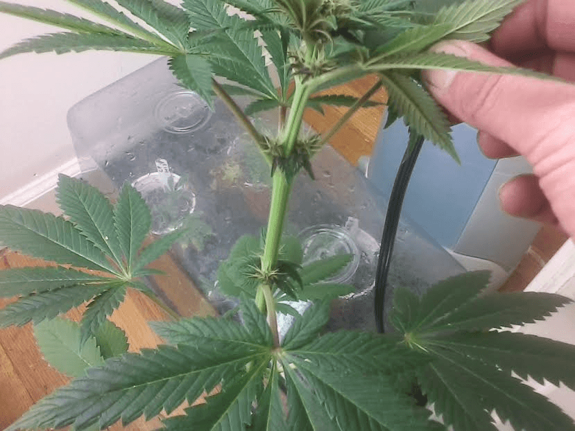 Fvpxph17days2