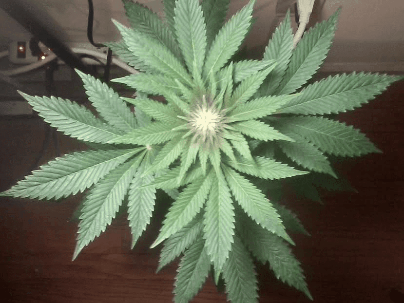 FVPxPH20days310173