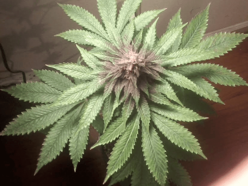 FVPxPH28days1