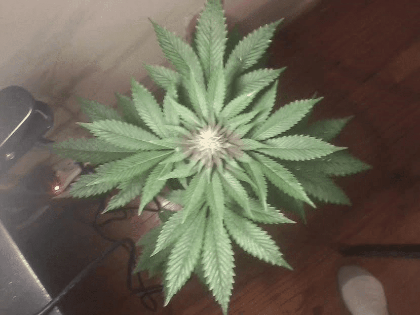 Fvpxph312173