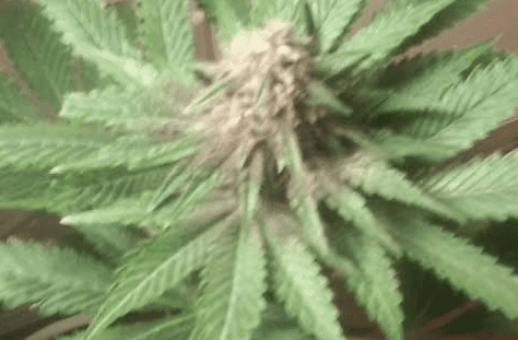 FVPxPHgrape28dys31617