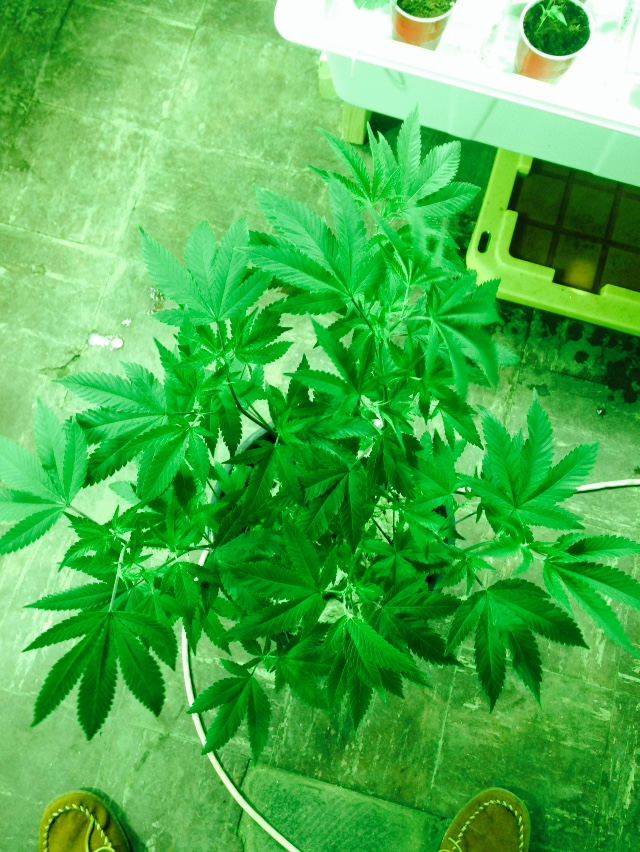 FWOK GG4 5 weeks