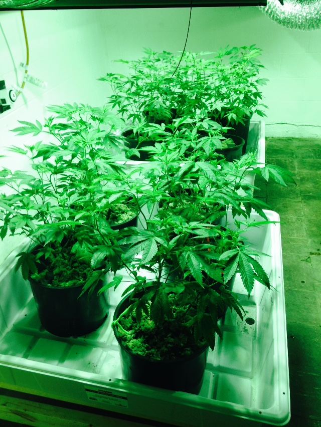 FWOK GG4 week 5 2