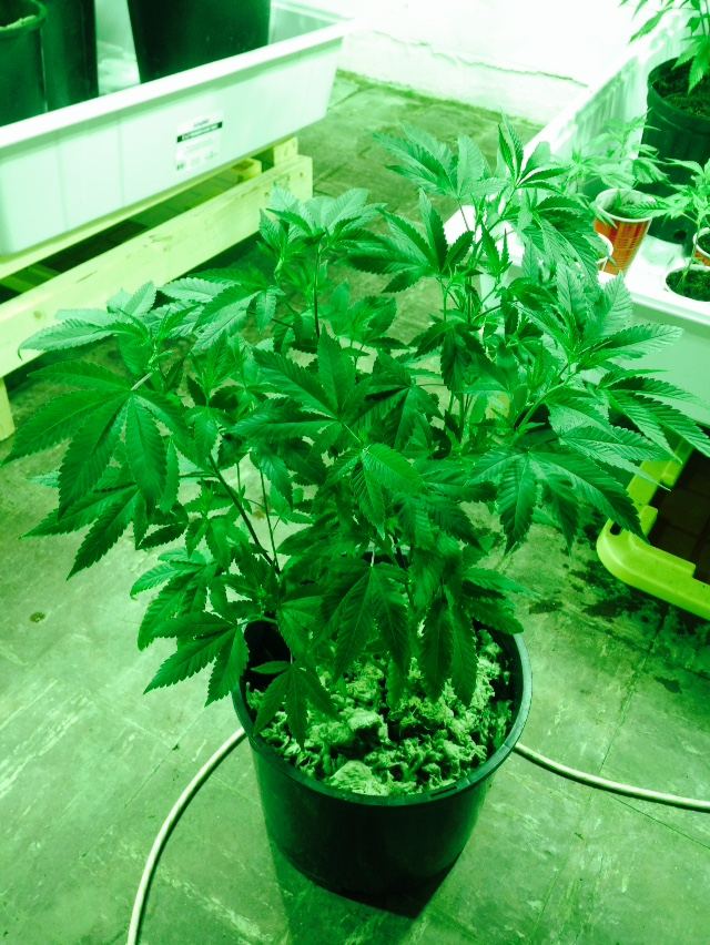 FWOK GG4 week 5 3