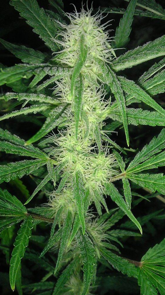 G 13 1