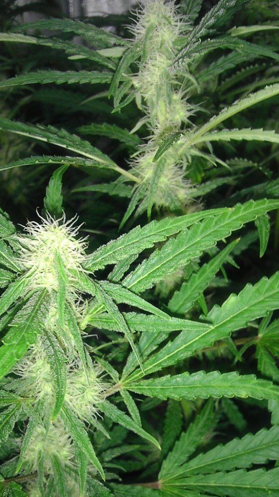 G 13 2