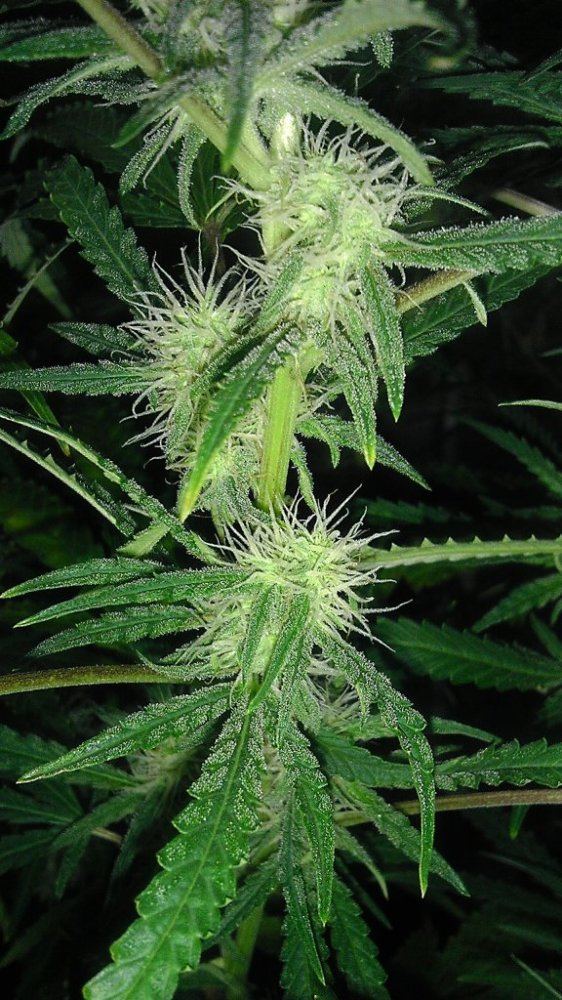 G 13 3