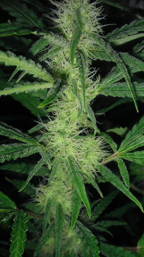 G 13 4