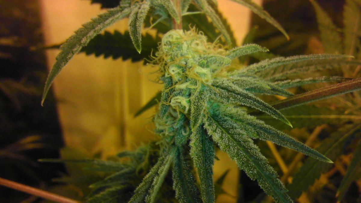 G 13 NUG