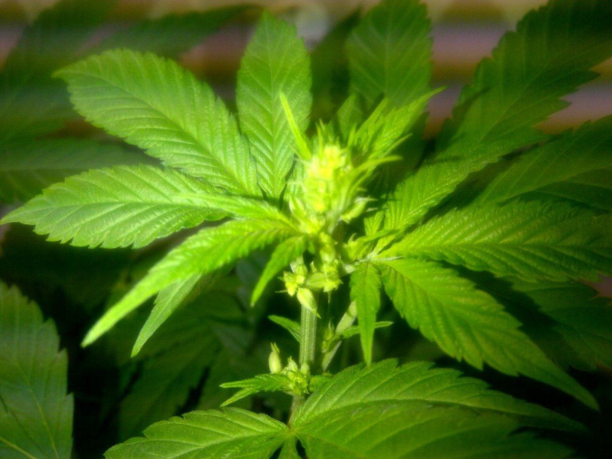 G a 2 weeks