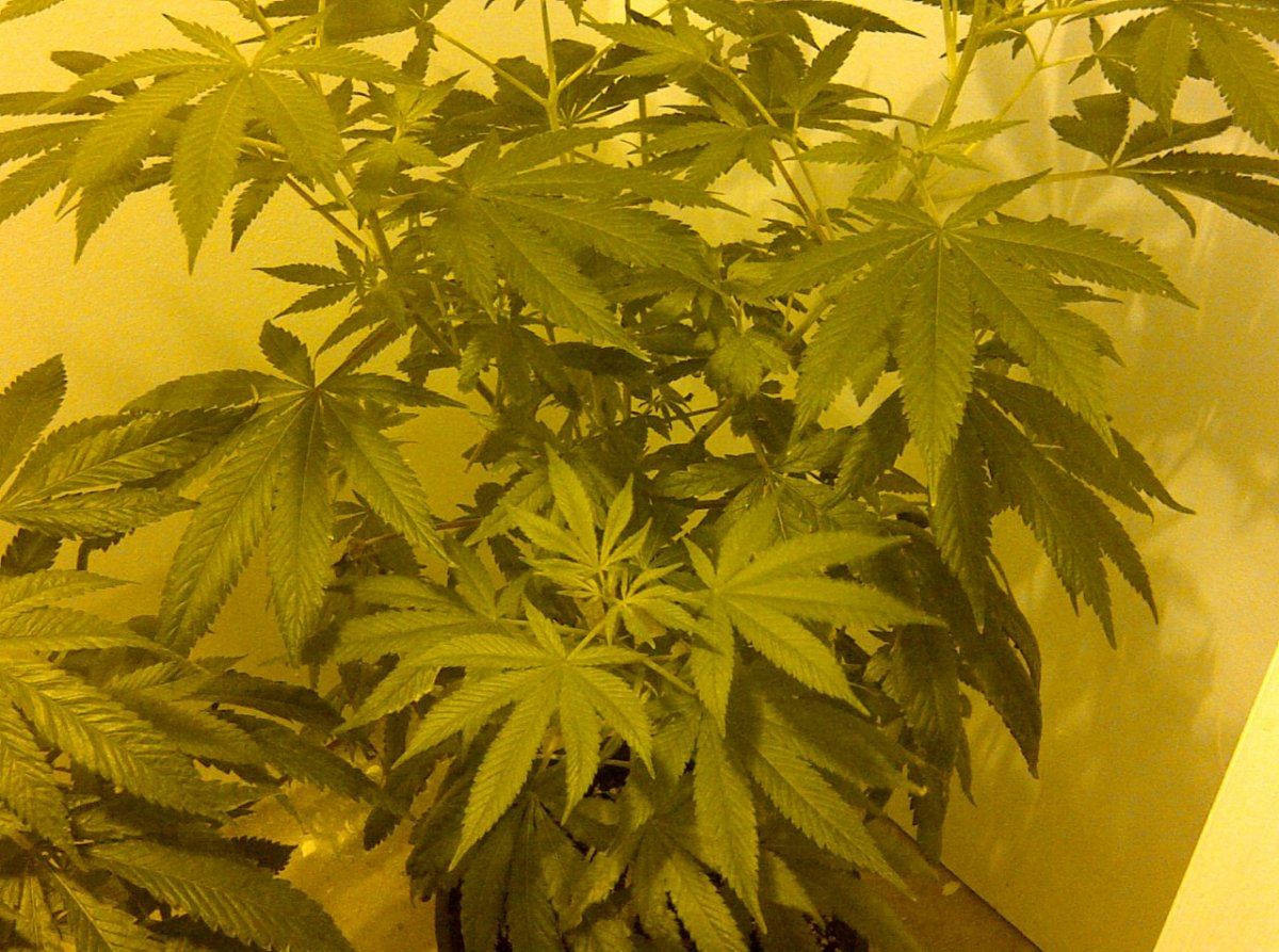 G a 4 day 8