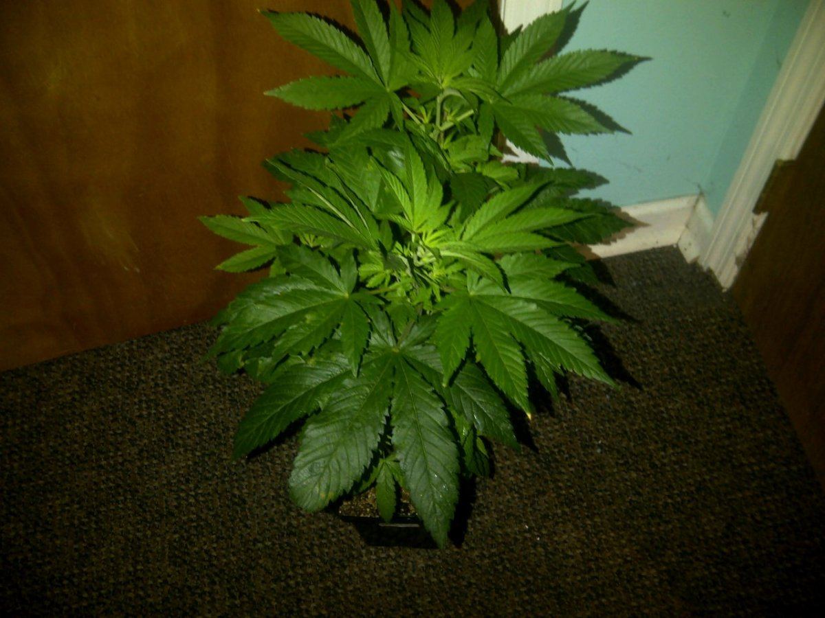 G a  5 fat pheno