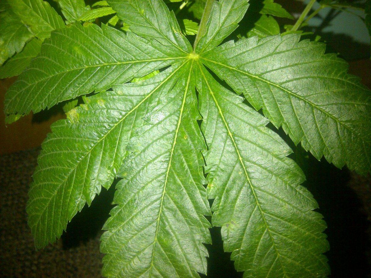 G a 5 leaf