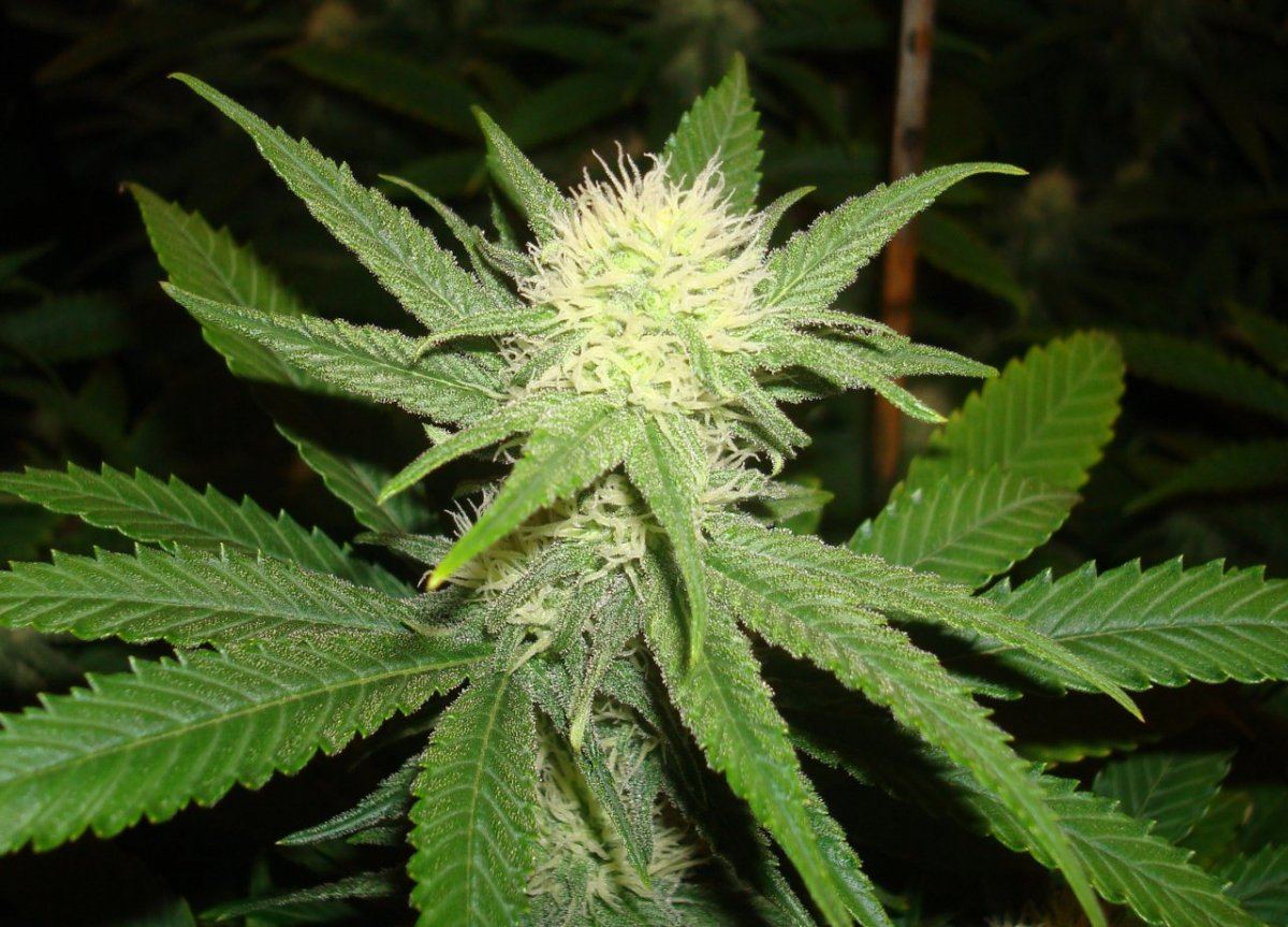 GC 2