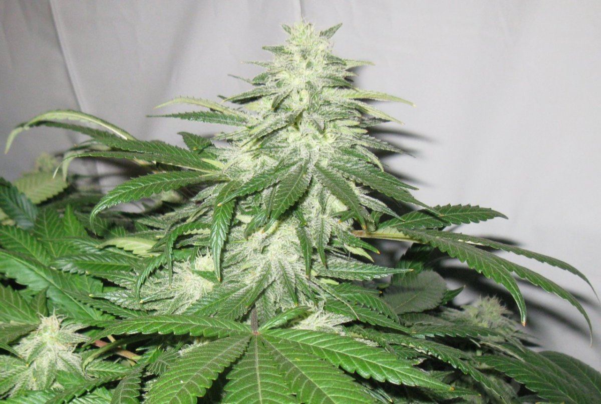 G dust 31 days 020
