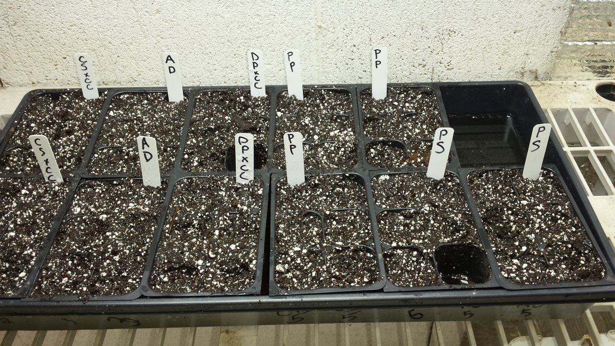 G gnomes conglomerate tester thread