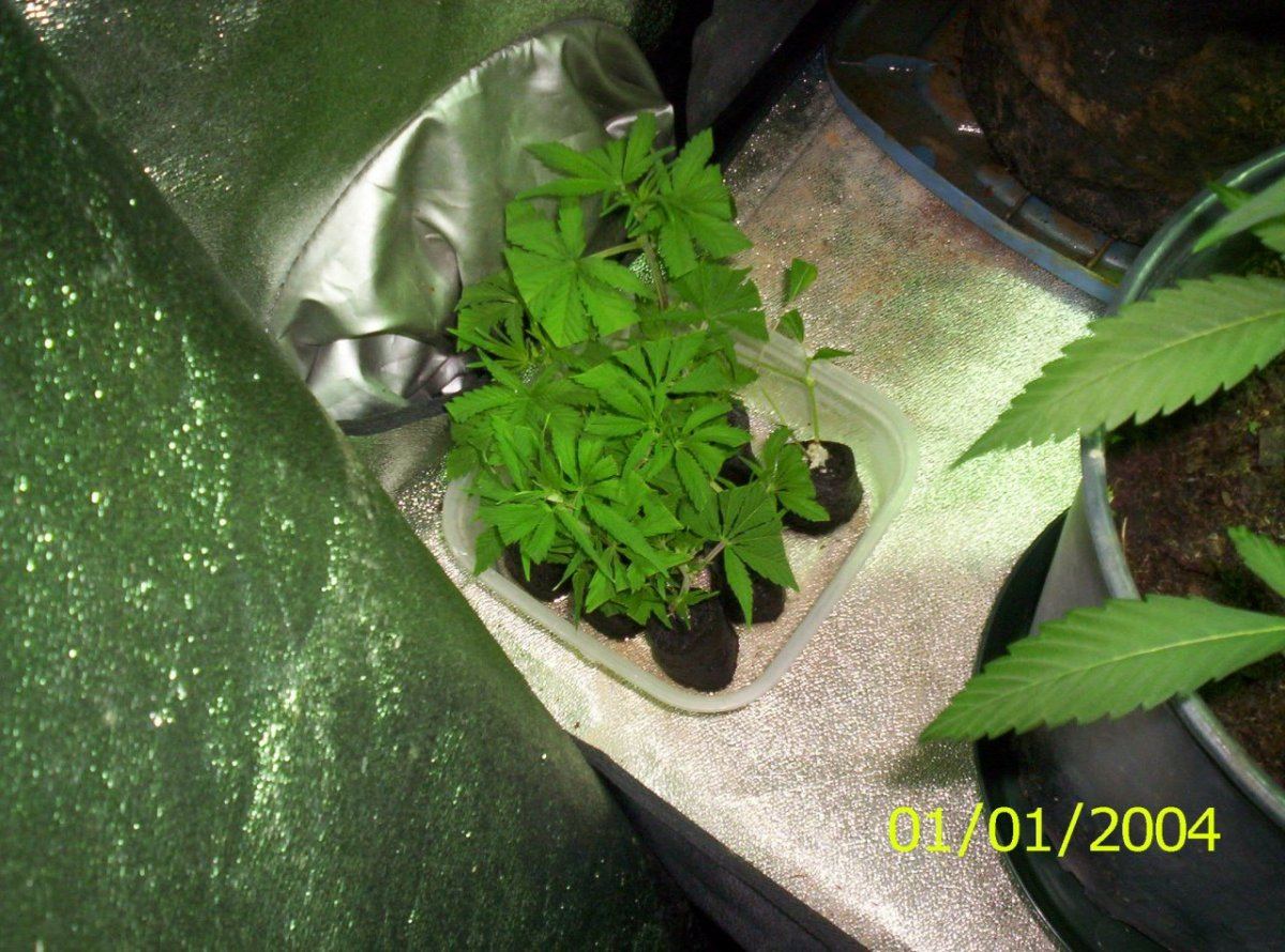 G13 clones