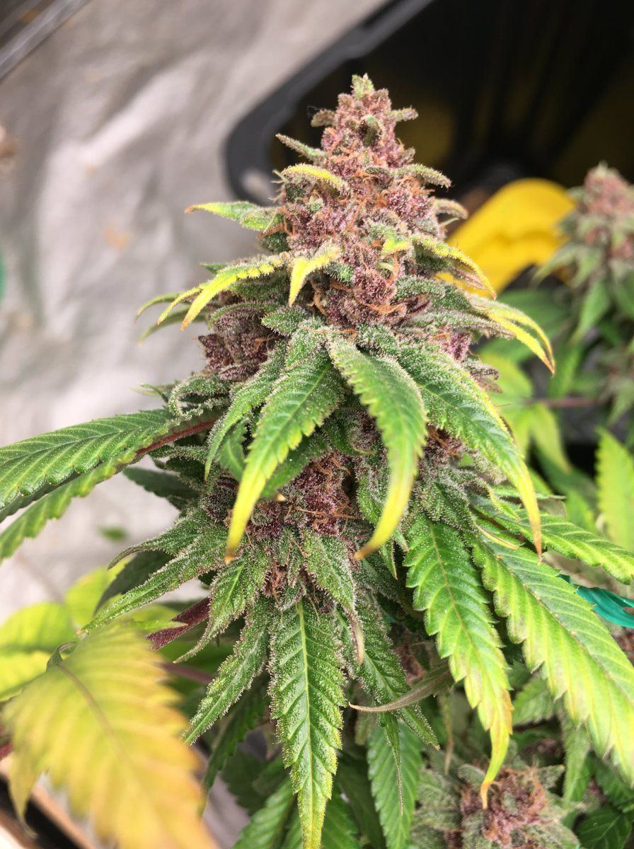 G13 cross