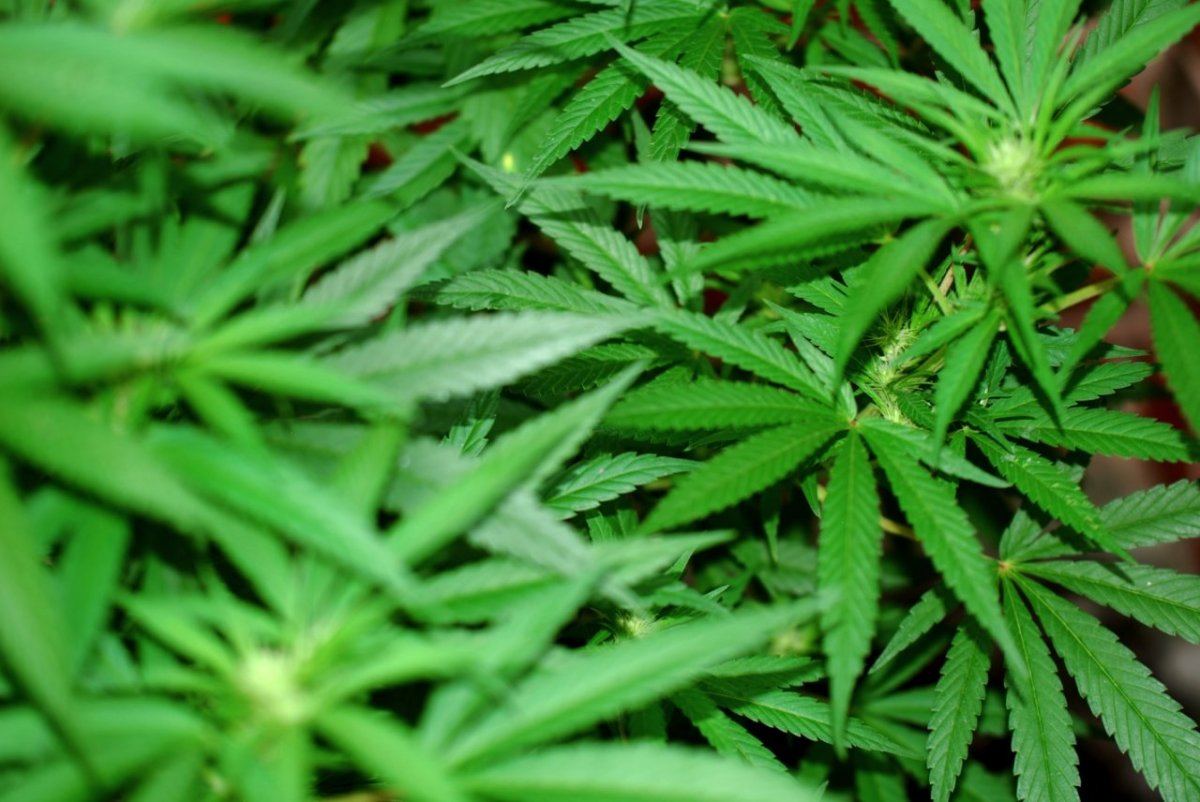 G13 d