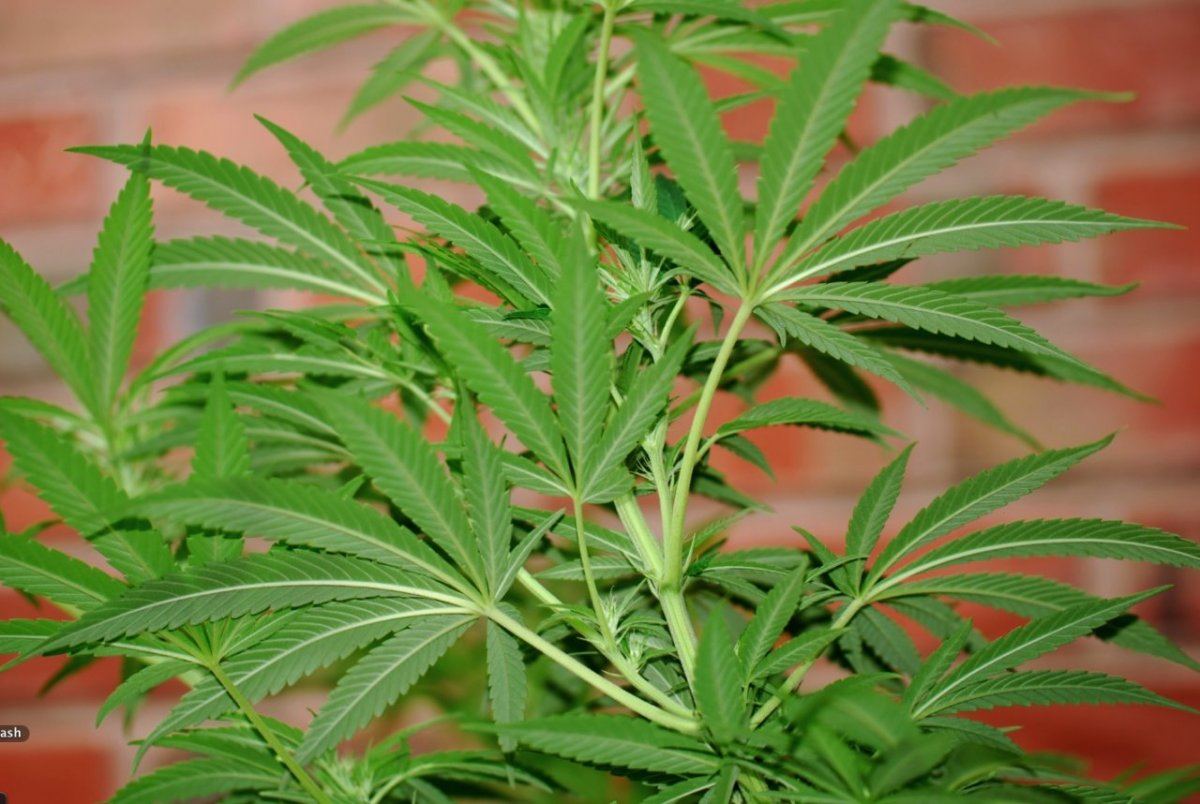 G13 e