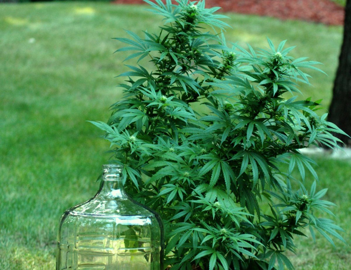 G13 f