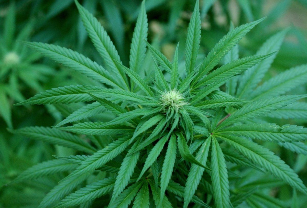 G13 g