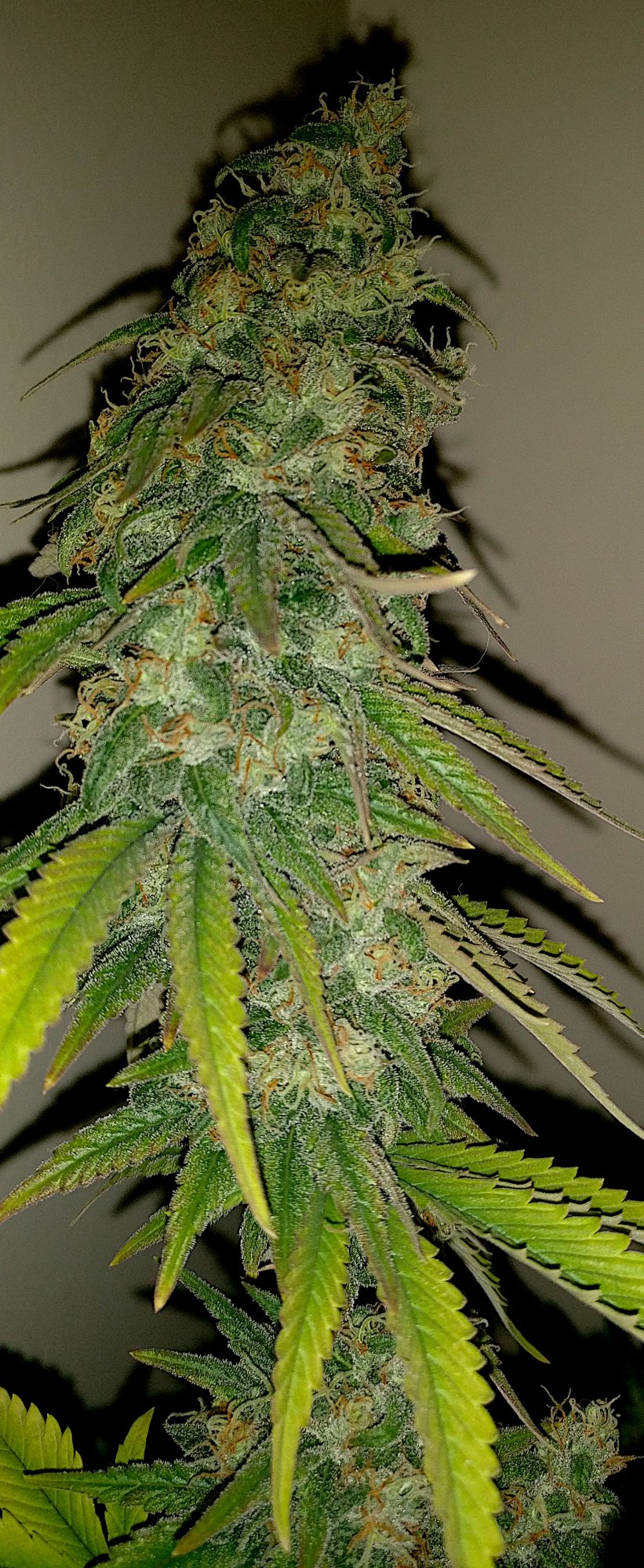 G13 Haze 222