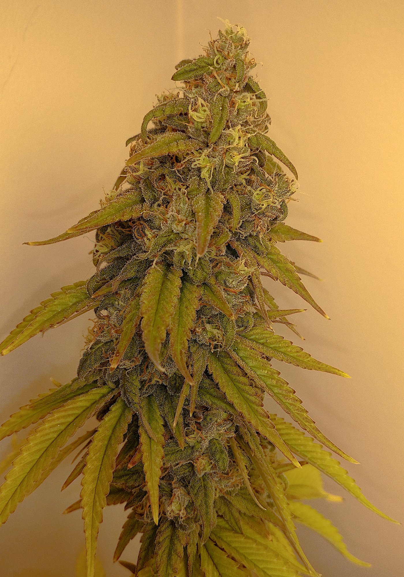 G13 Haze 224