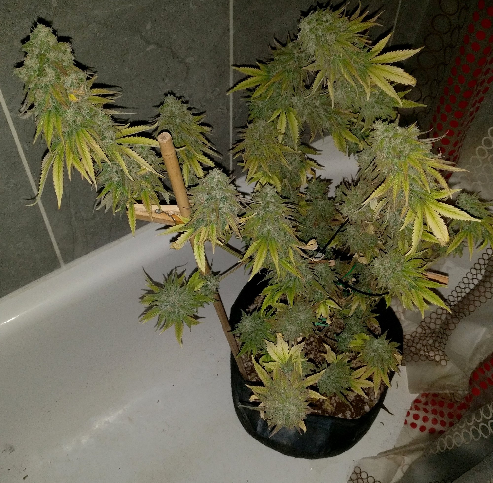 G13 Haze 308