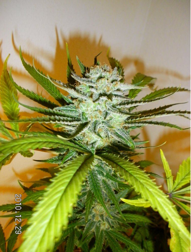 G13 haze dairy Queen pic 4
