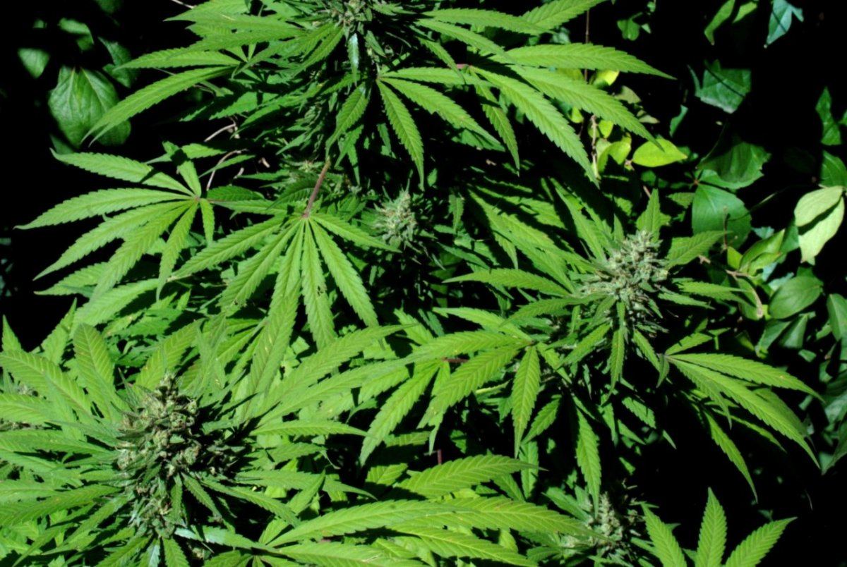 G13 i