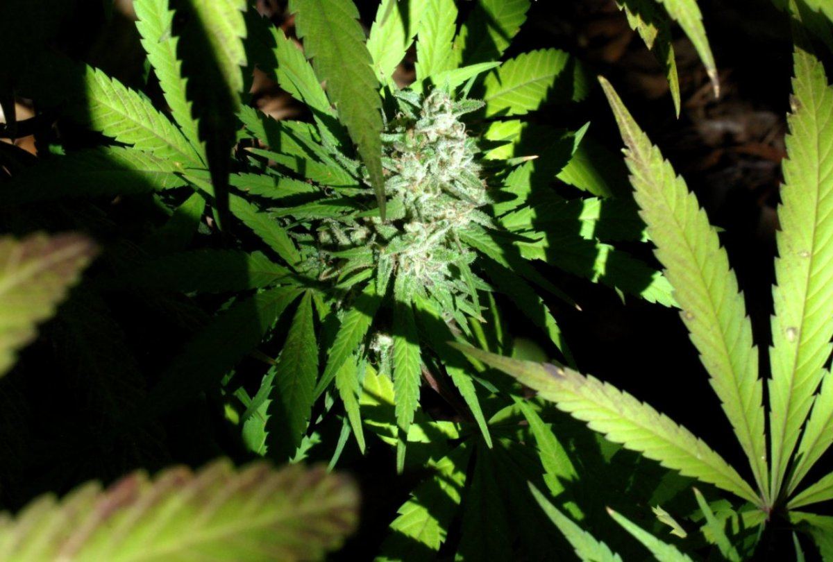 G13 j