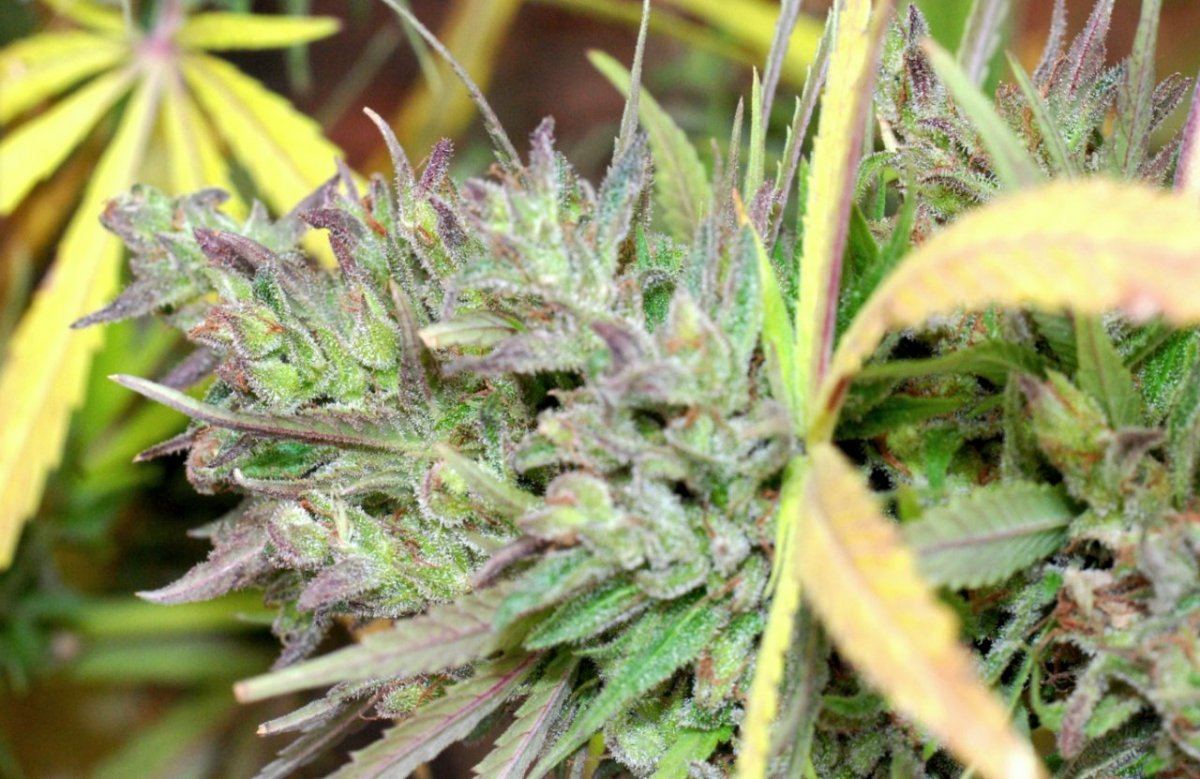 G13