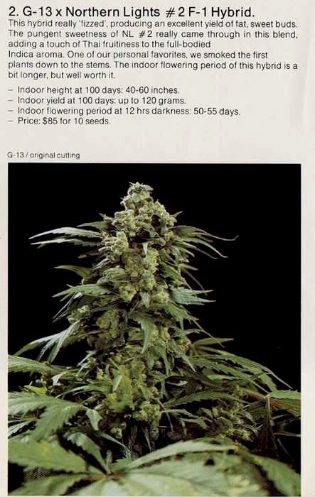 G13
