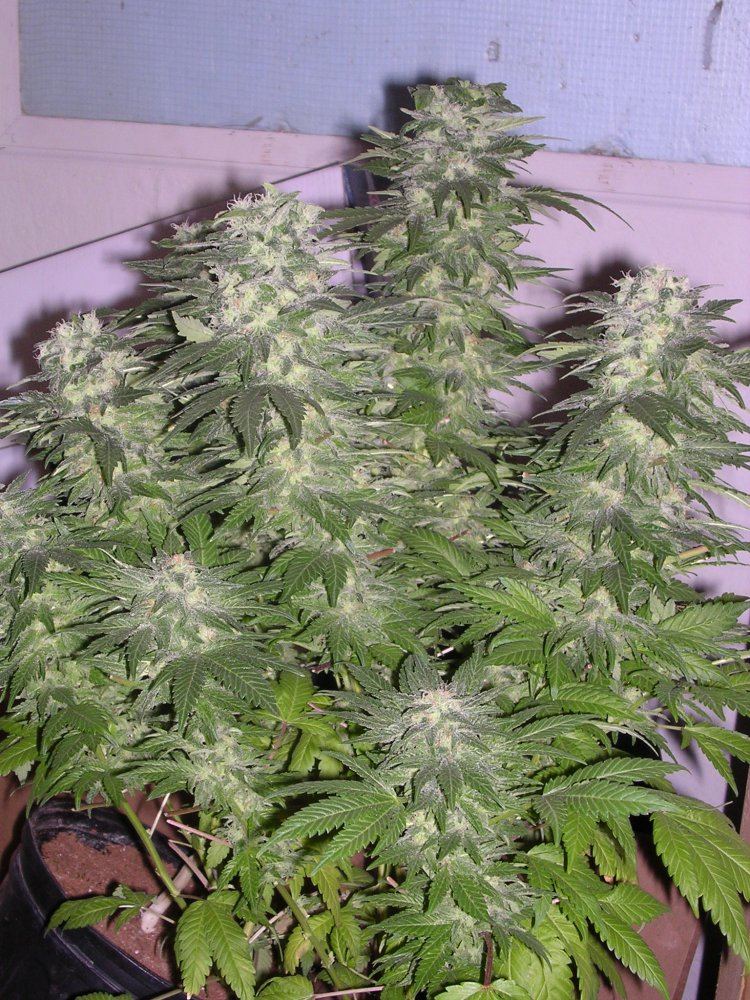G13