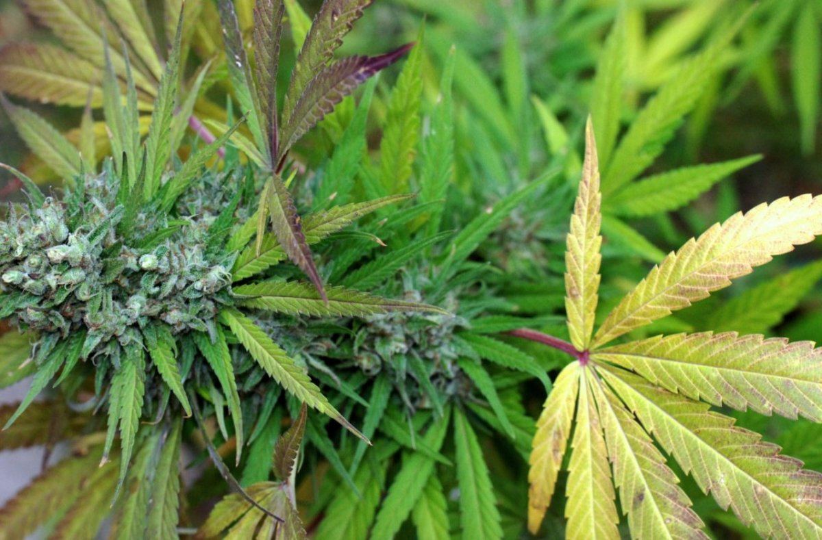 G13 k