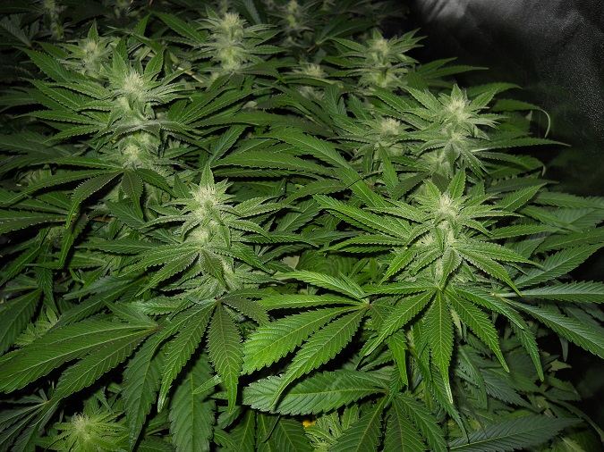 G13 Kush day 35 1